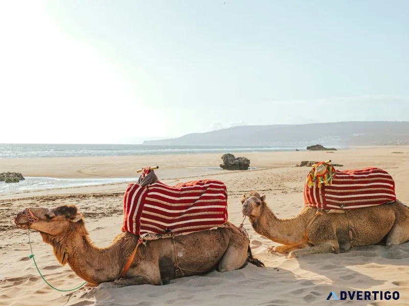 Valeria jardins d’agadir – beachfront bliss