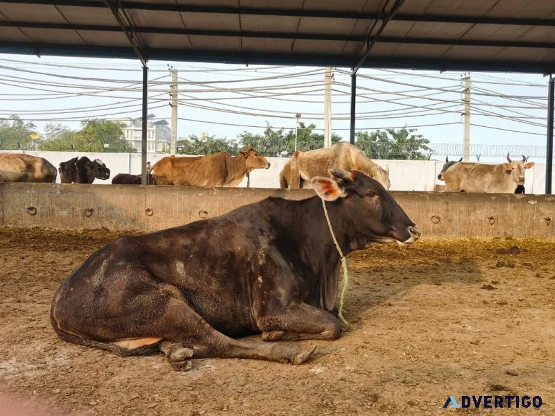 Support and save sacred cows: donate for gaushala today