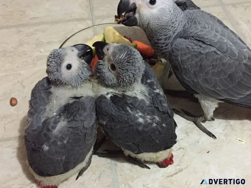 African grey parrots & parrot eggs