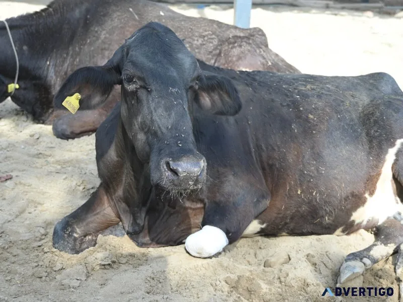 Support cow welfare with gaushala online donation