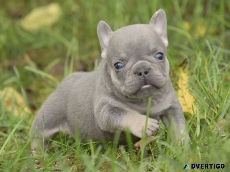 Beautiful french bulldog puppies