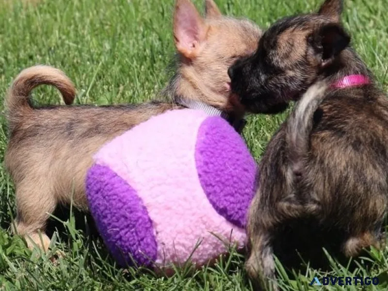 Healthy male and female caine terrier puppies