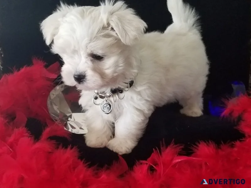 Akc registered pure maltese for sale