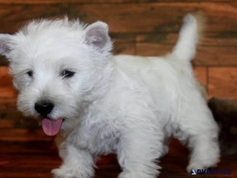 Akc reg westie puppies
