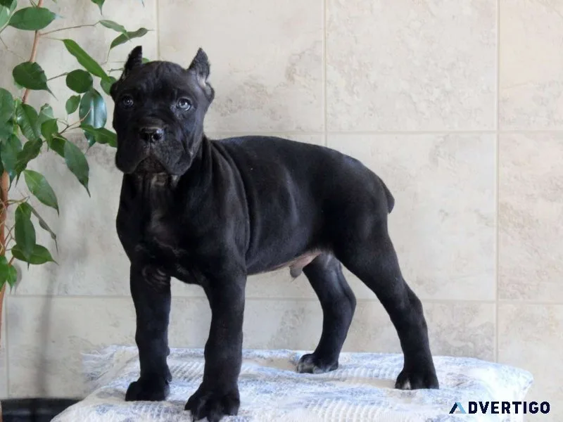 Home raised cane corso puppies for sale