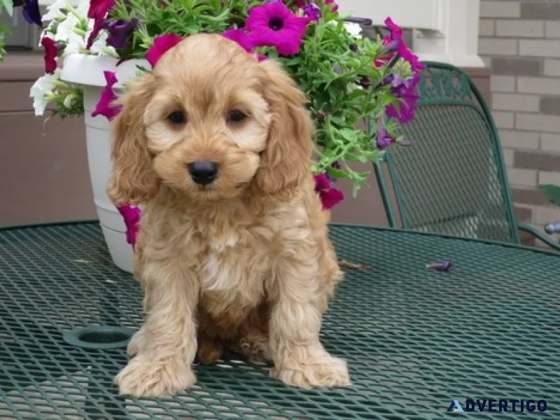 Ckc reg cockapoo puppies