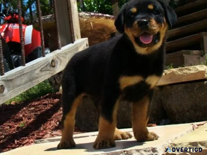 Akc reg rottweiler puppies