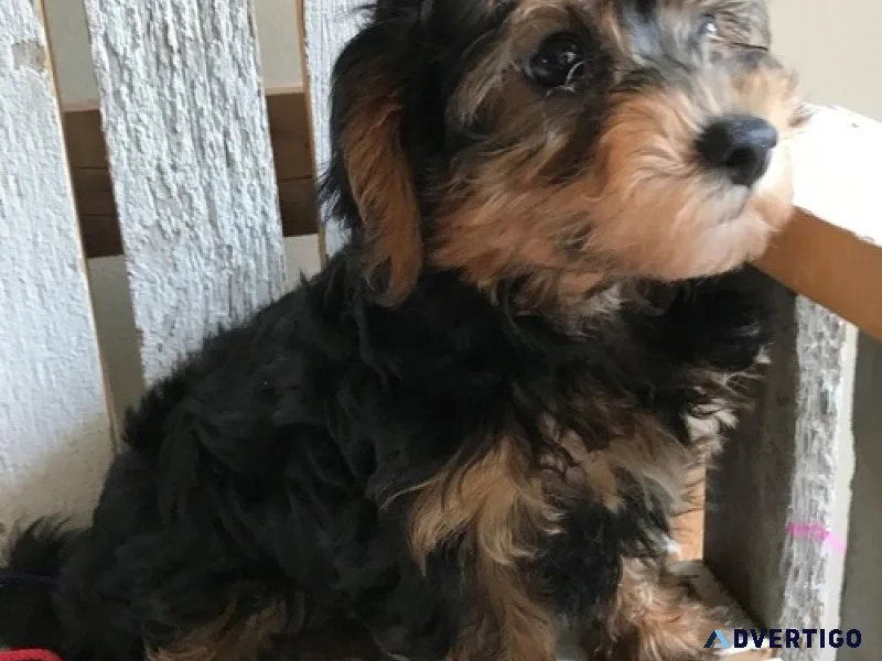 Cutest yorkie-poo puppies