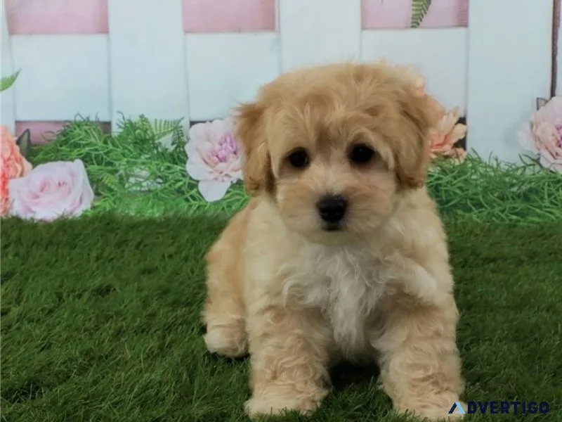 Ckc registered maltipoo for sale