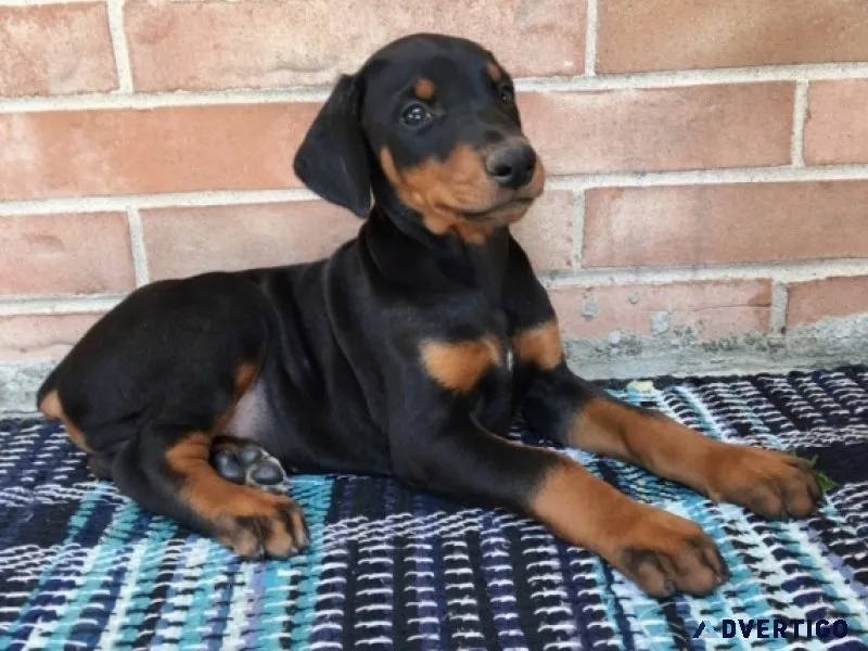 Home raised doberman pinscher puppies