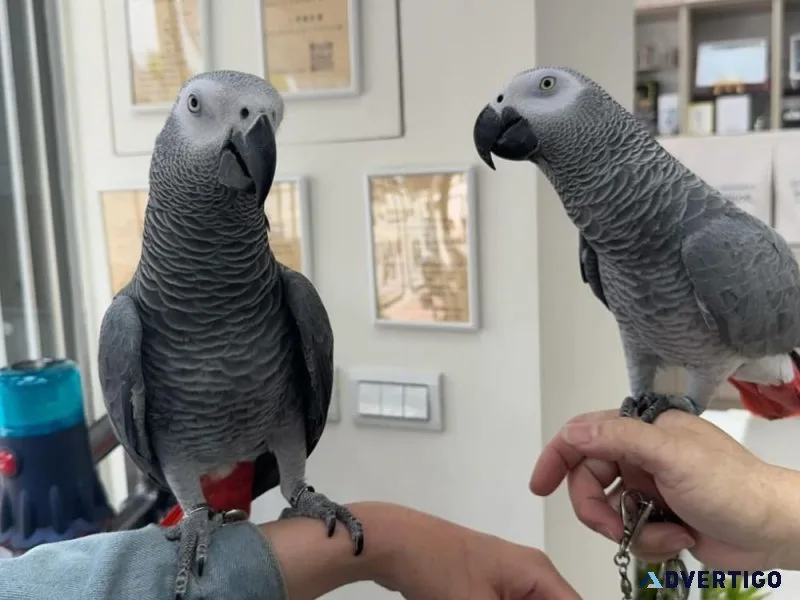 African grey parrots & parrot eggs for sale