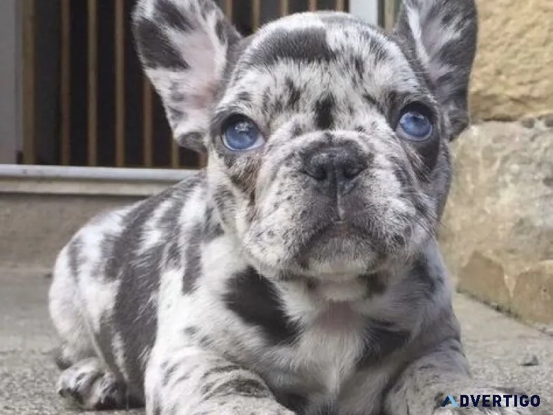 #bulldogfrancés #frenchiesdisponibles