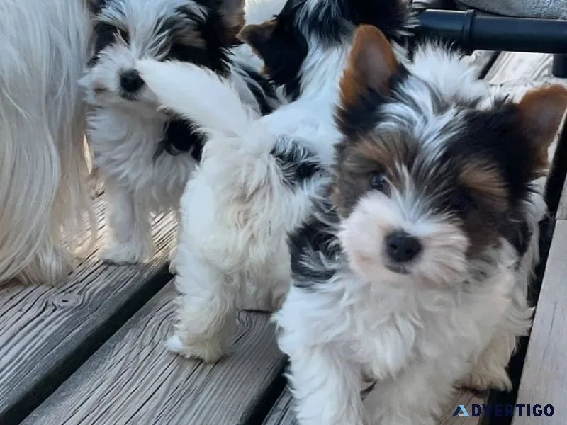 ¡bebés yorkie listos para adoptar