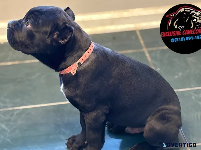 🐶 cane corso babies – protective, playful & perfect