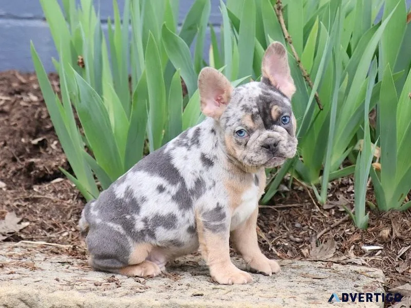 ¿buscas un frenchie adorable y bien cuidado?
