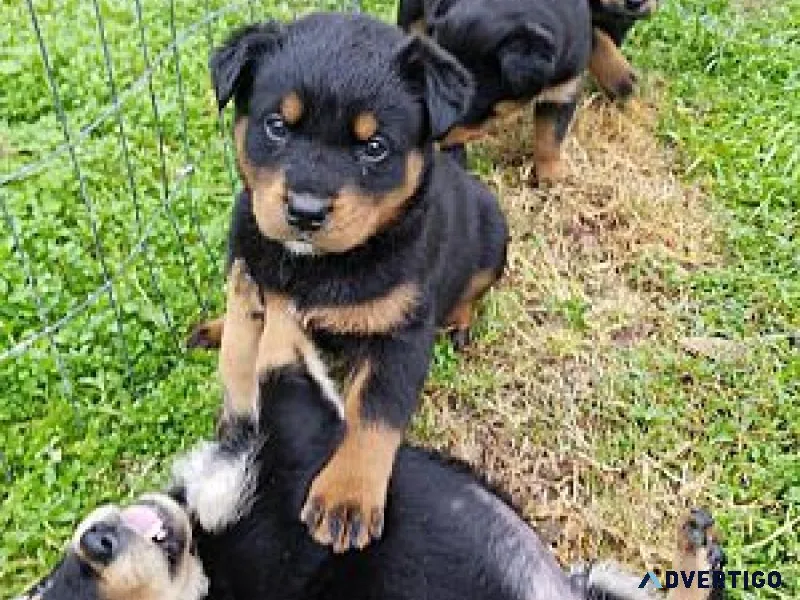 🔥 bold, brave, and beautiful – meet our rottweiler pups