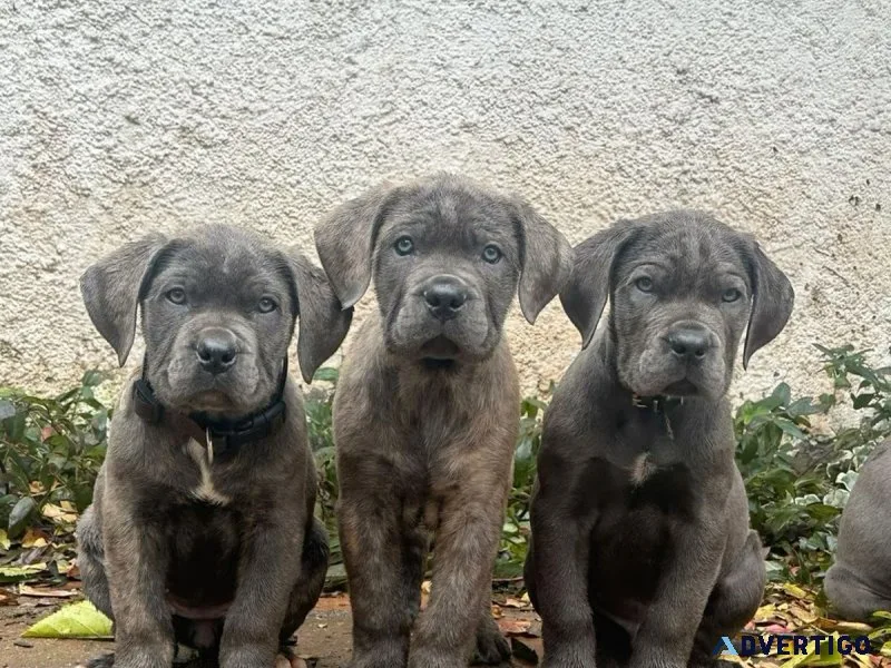💪 strong, smart, and sweet — cane corso puppies available