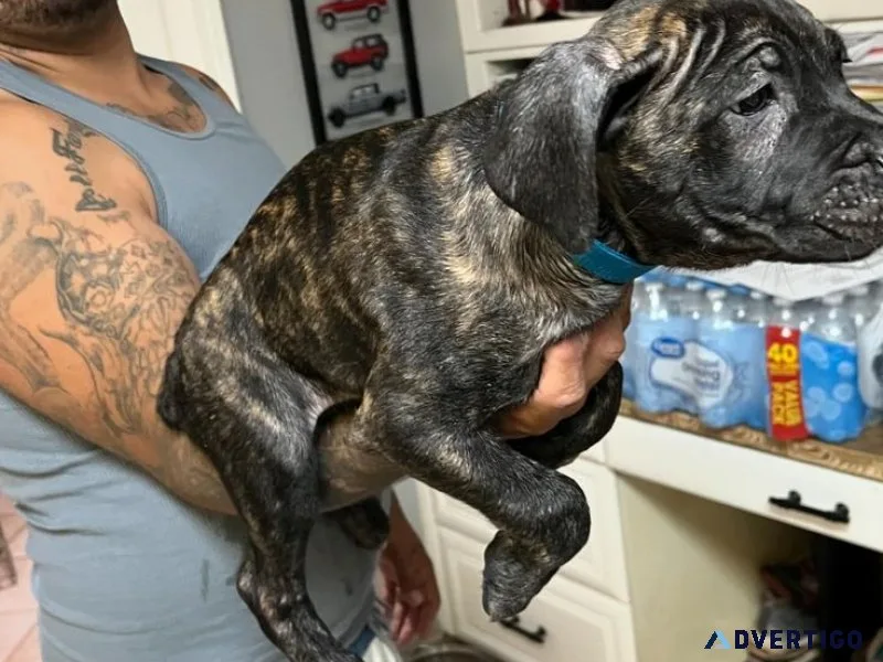 Loyal family guardians – cane corso puppies for sale