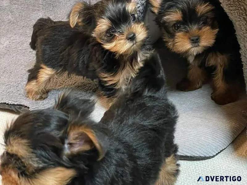 ¡pequeños, pero con mucho amor