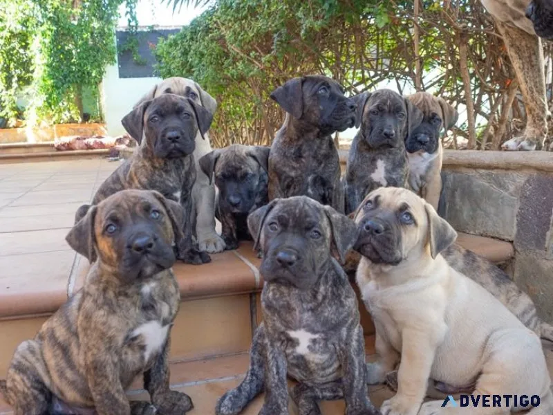 🐾 cane corso puppies ready for new homes 🐶