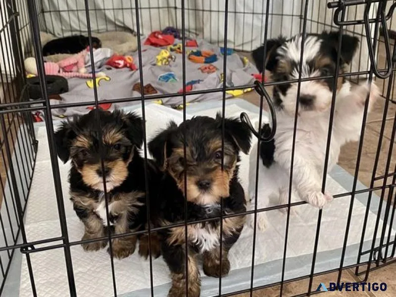 Cachorritos yorkie listos para sus nuevos hogares
