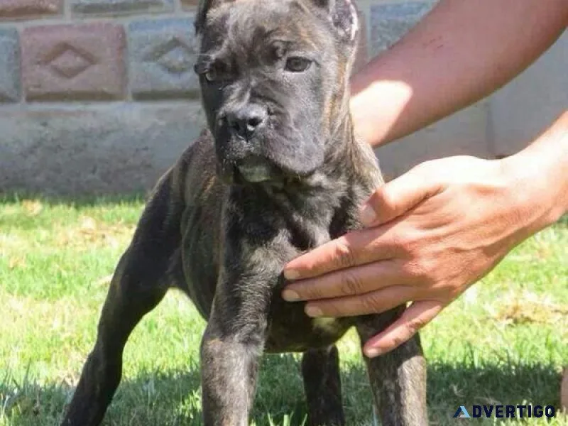 🖤 cane corso puppies – where power meets loyalty