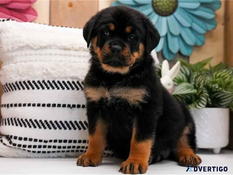 Purebred rottweiler puppies with big hearts & strong builds