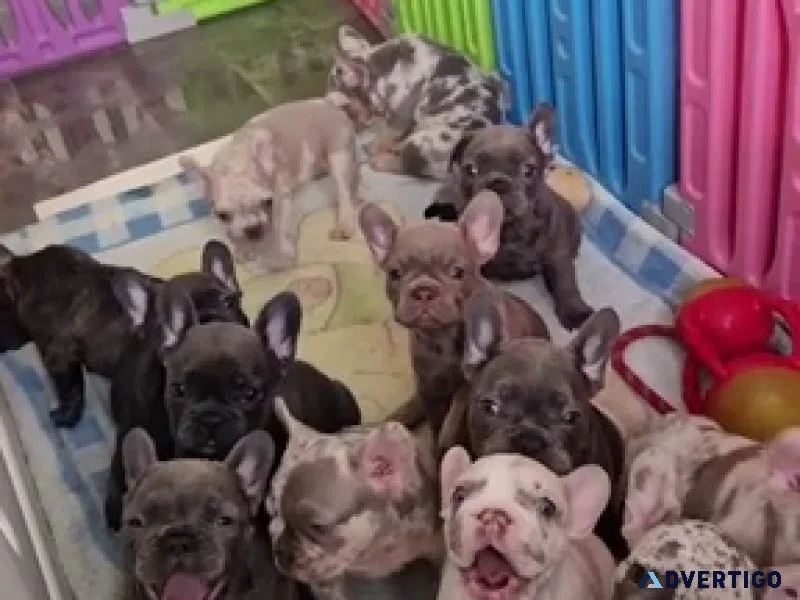 ¡cachorros bulldog francés listos para adoptar
