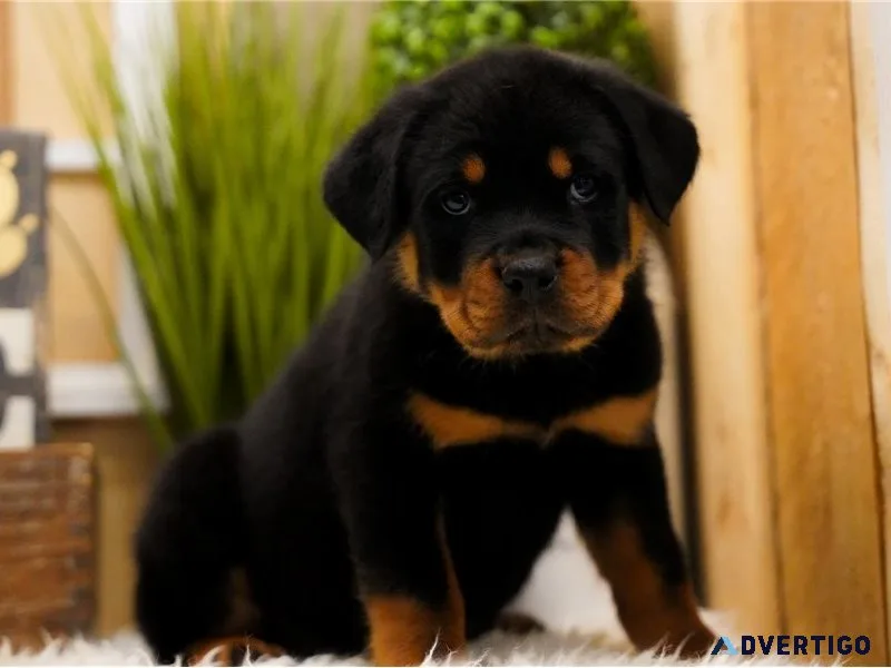 🐾 rottweiler puppies ready for their forever homes 🐶