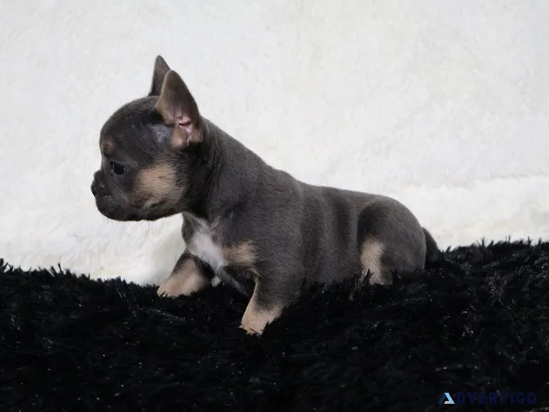 Looking for a frenchie full of love and personality?