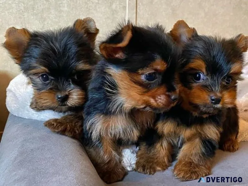 ¡yorkies pequeñitos y amorosos disponibles
