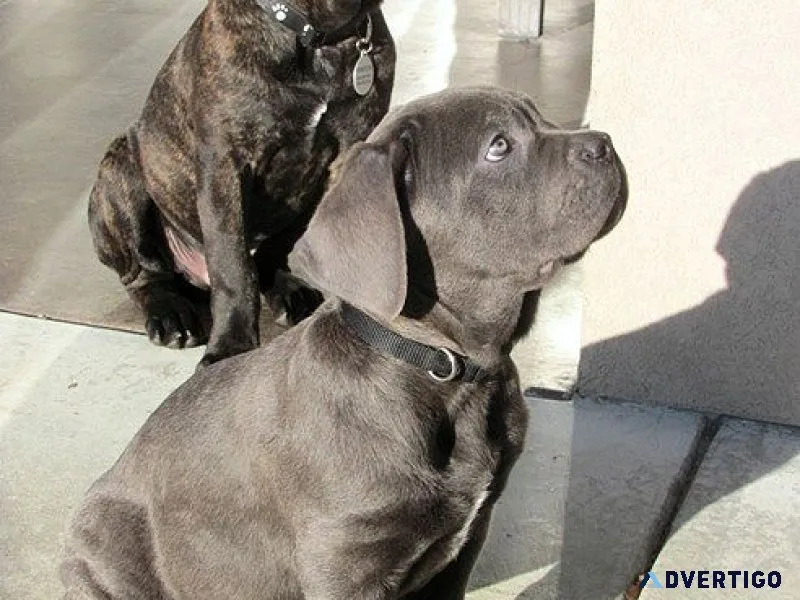📢 now available: registered cane corso puppies with papers