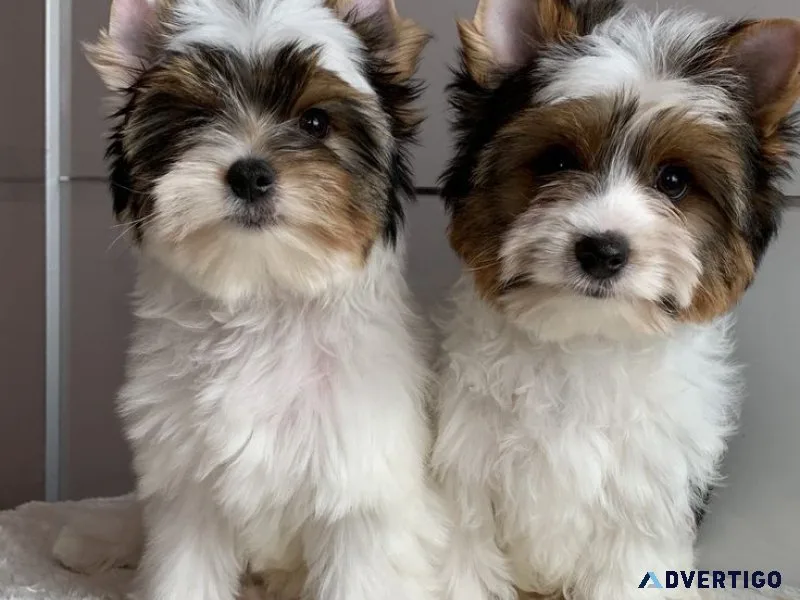 Mini yorkies llenos de amor 💕