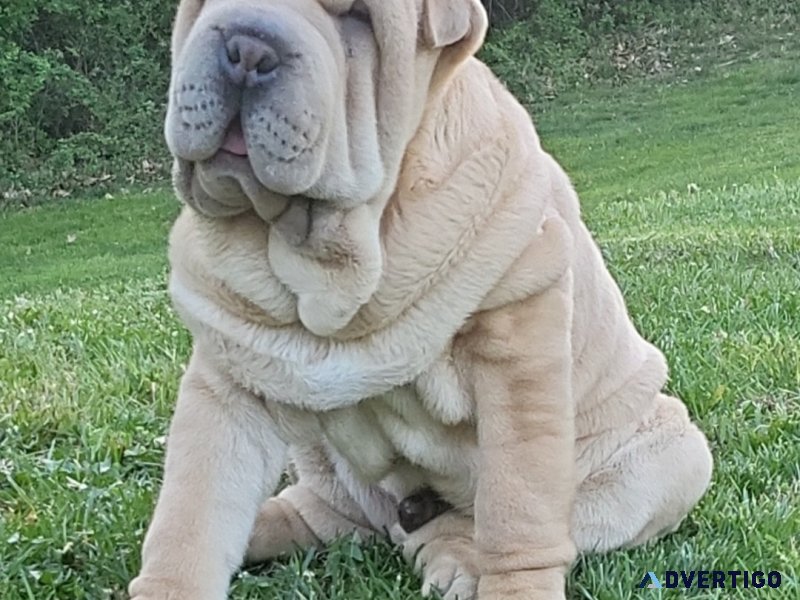 Beautiful pup needs a forever home