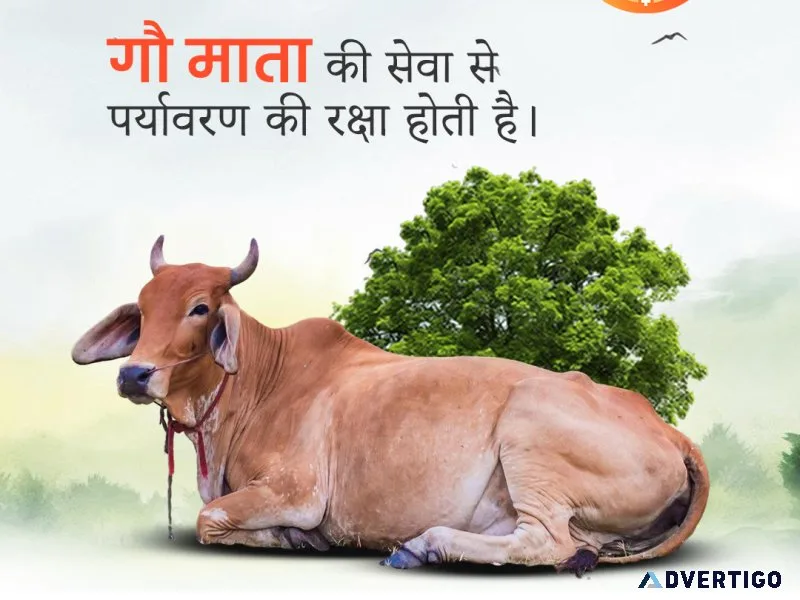 Support sacred lives through cow donation | gau seva society
