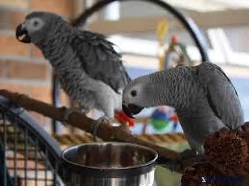 Congo african grey parrot