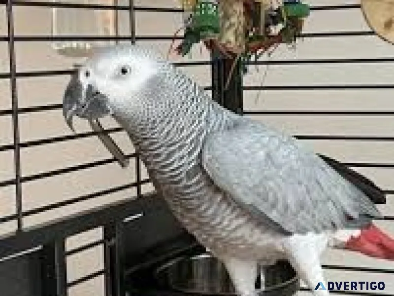 African grey parrots for sale