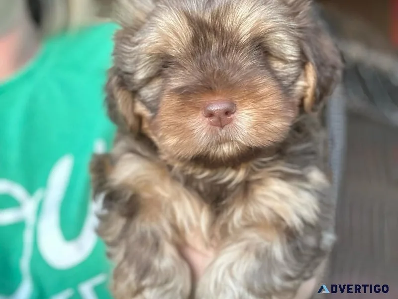 Two 3 month old shorkie puppies