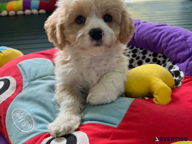 Adorable cavachon puppies