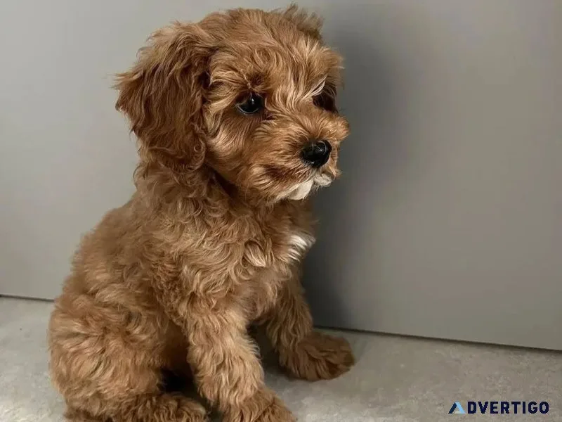Purebred toy poodles puppies ready for forever home only 2 male