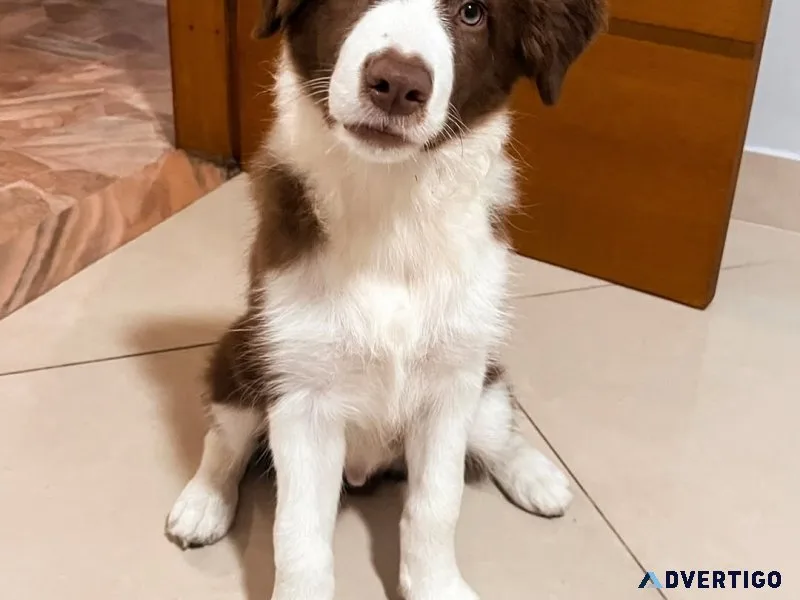 Border collie puppies for adoption