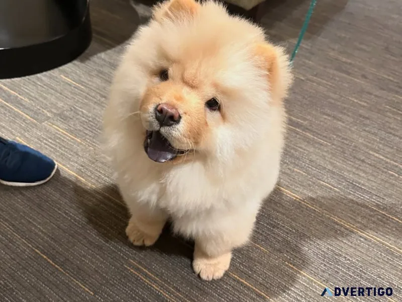 Chow chow puppies for sale