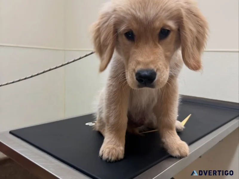 Golden retriever puppies
