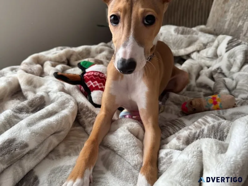Italian greyhound puppies