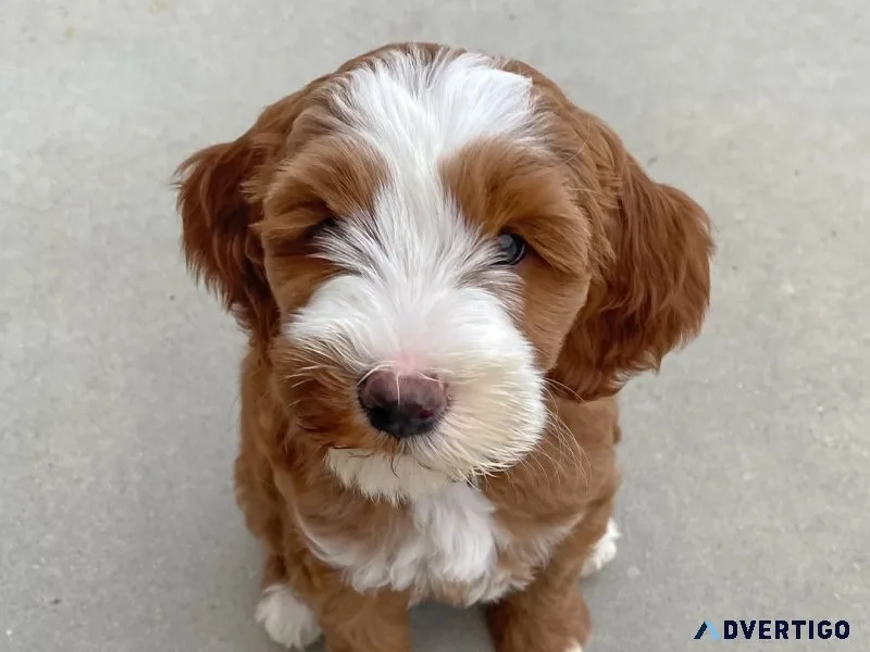 Labradoodle puppies for good homes