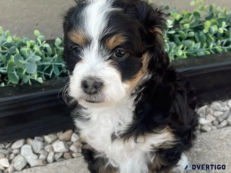 Beautiful mini bernedoodle puppy for sale