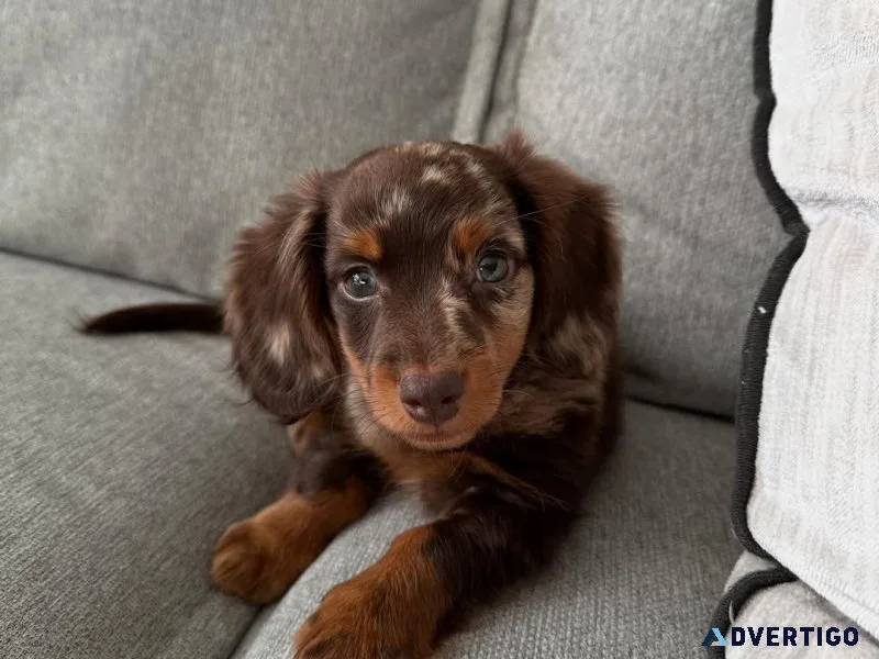 Dachshund puppies for adoption