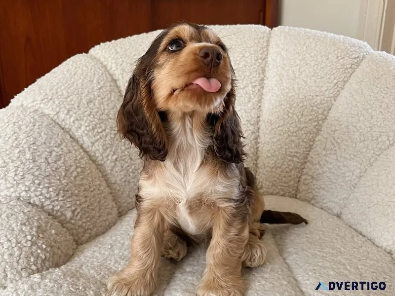 Cocker spaniel puppies for adoption