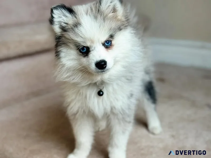 Male and female pomsky puppies for sale