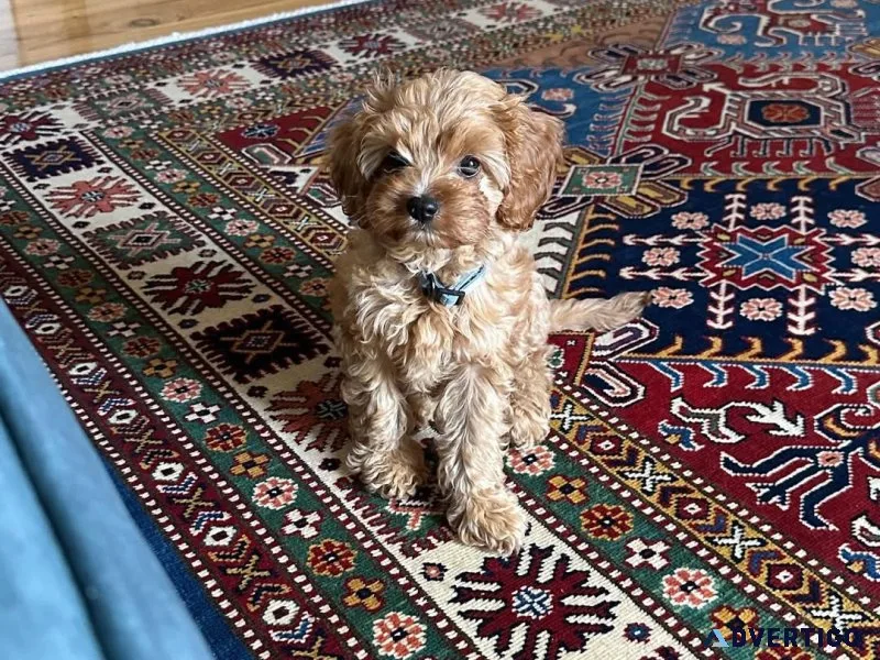 Beautiful cavoodle puppy health tested parents